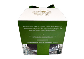 Paperwhites Winter Garden