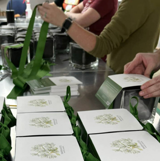 Paperwhites Winter Garden