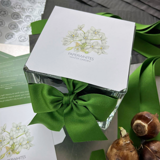 Paperwhites Winter Garden