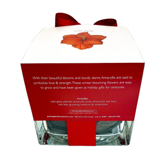 Amaryllis Winter Garden