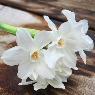 Paperwhites Winter Garden