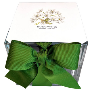 Paperwhites Winter Garden